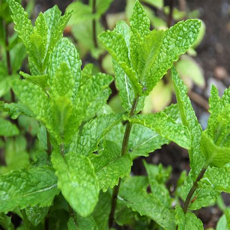 The Spiritual Significance of Peppermint in Steward Occultism